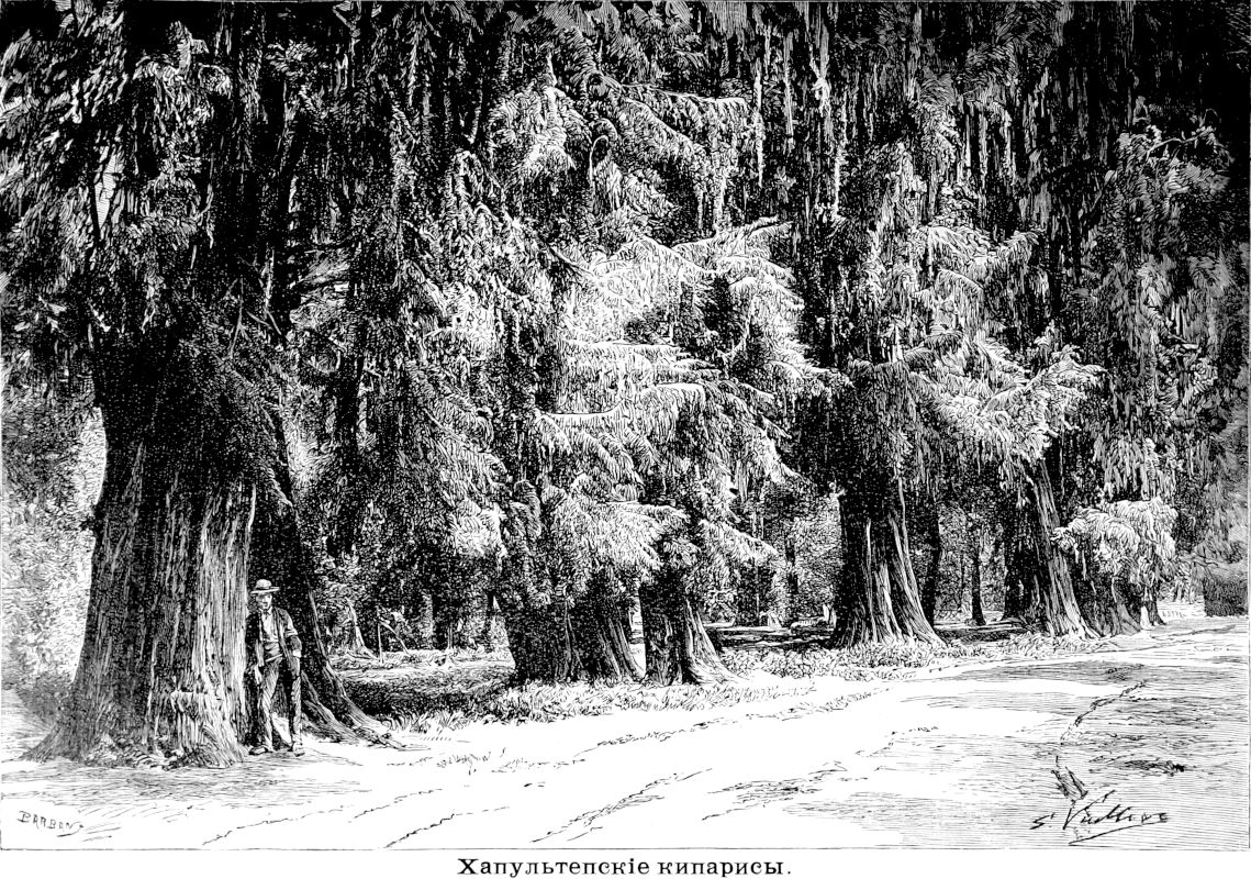 053 Хапультепские кипарисы